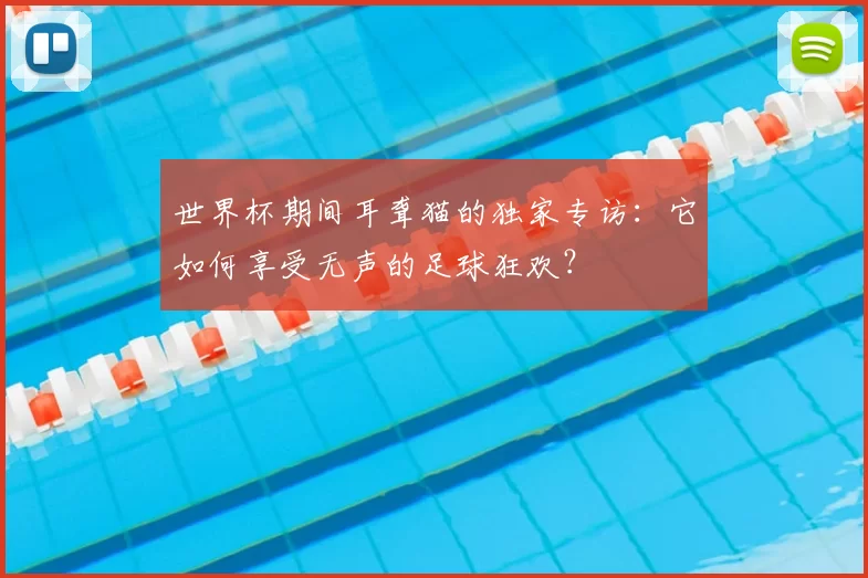 世界杯期间耳聋猫的独家专访：它如何享受无声的足球狂欢？